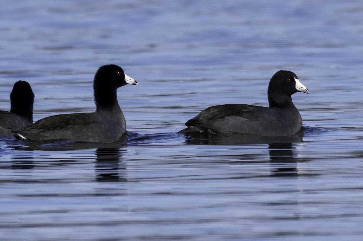 American Coot - ML627222707