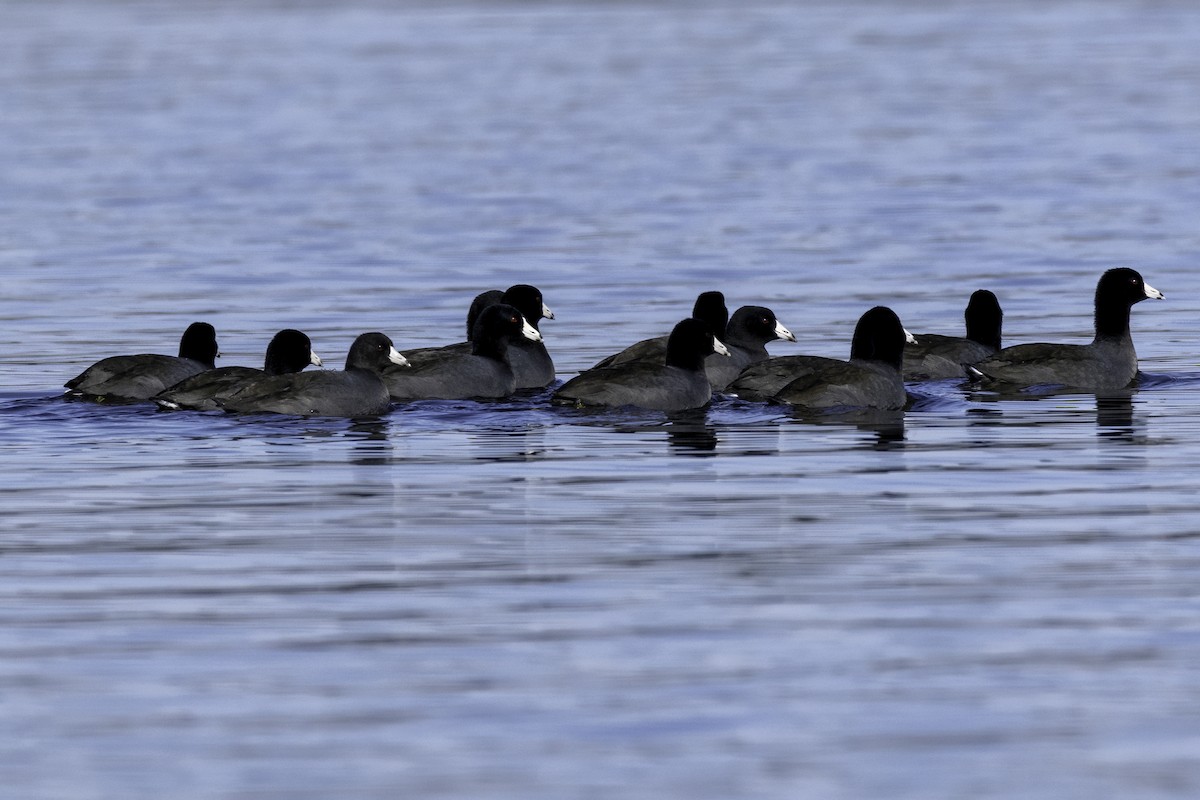 American Coot - ML627222708