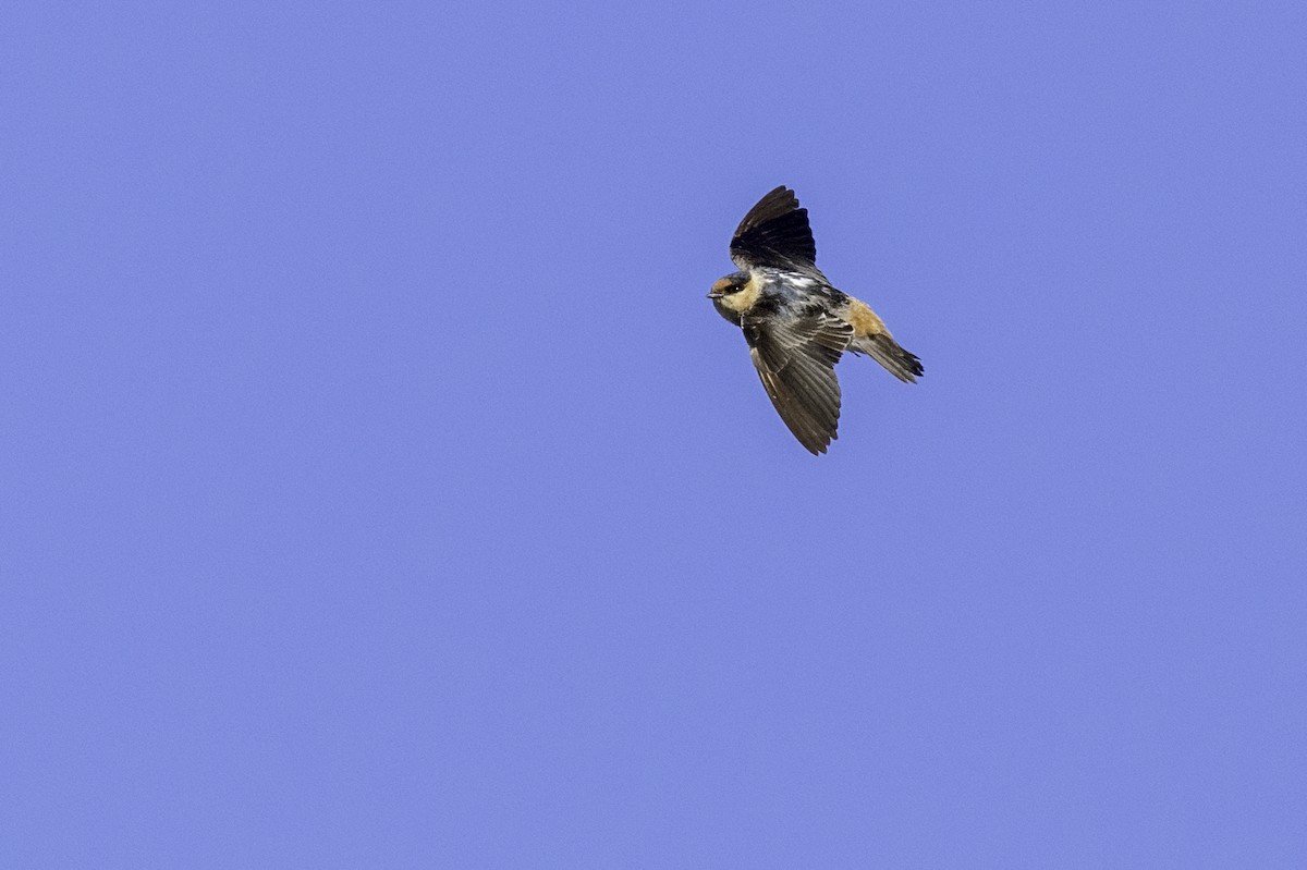Cave Swallow - ML627222717