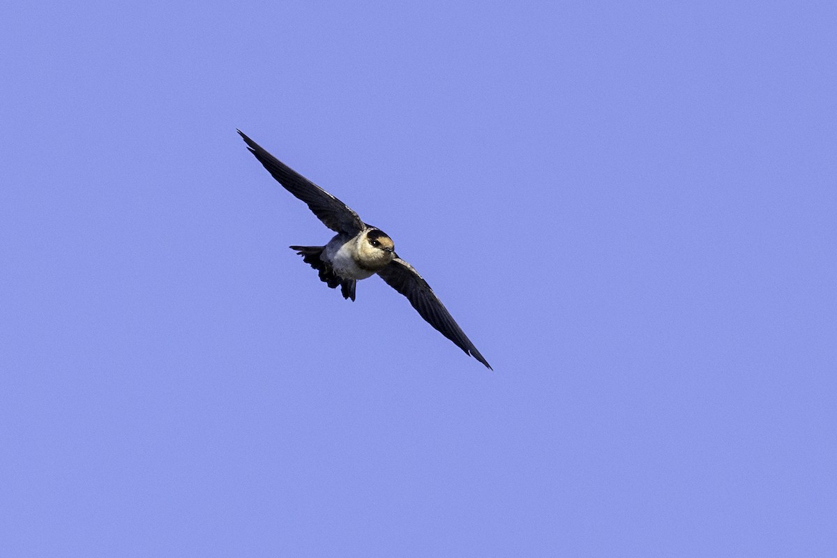 Cave Swallow - ML627222718
