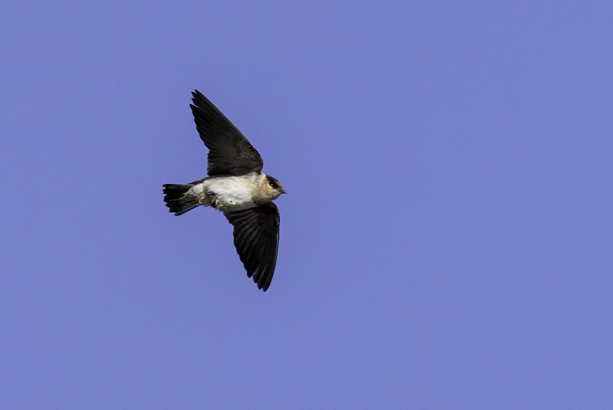 Cave Swallow - ML627222719