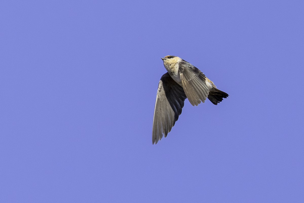 Cave Swallow - ML627222728