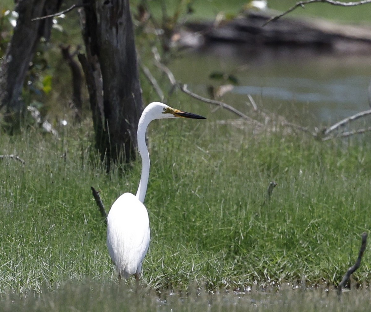 Great Egret - ML627222777
