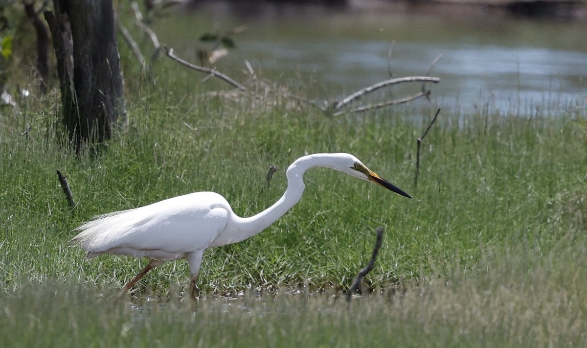 Great Egret - ML627222778