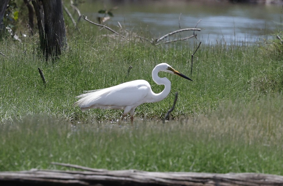Great Egret - ML627222779