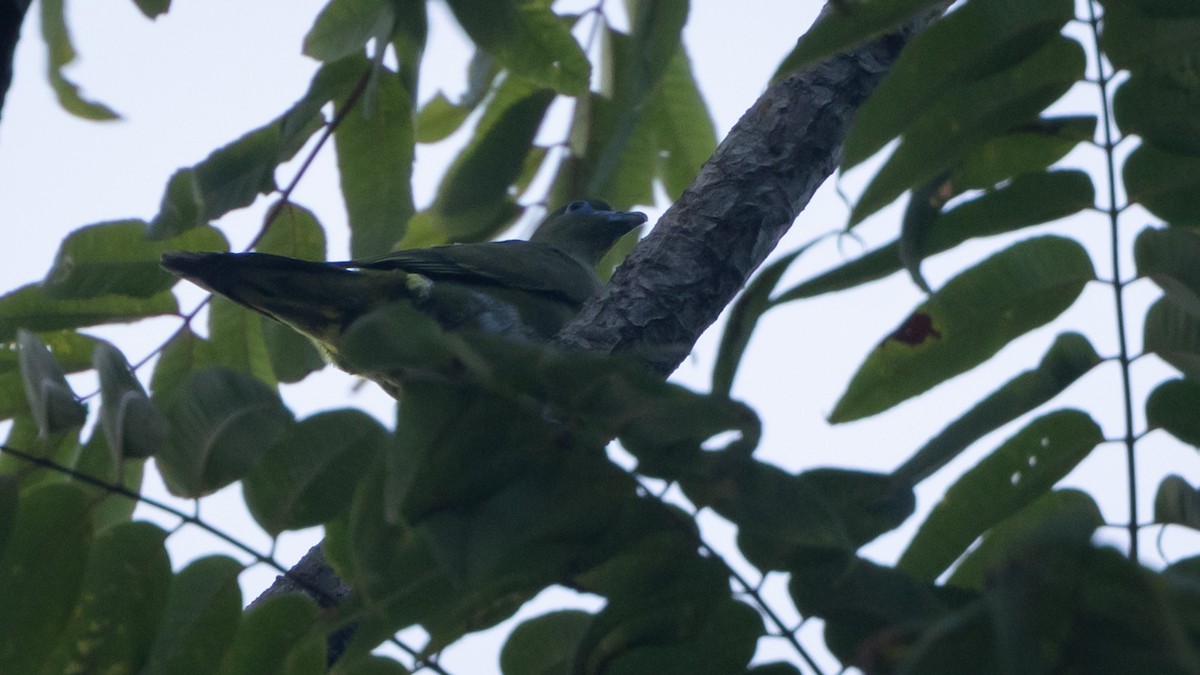 Wedge-tailed Green-Pigeon - ML627222834