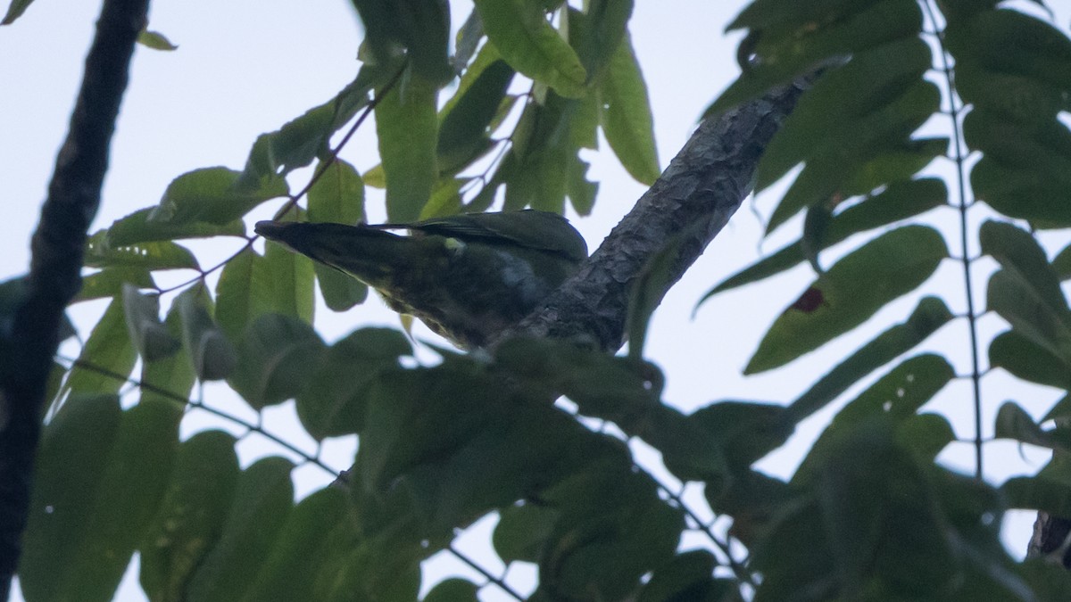 Wedge-tailed Green-Pigeon - ML627222835