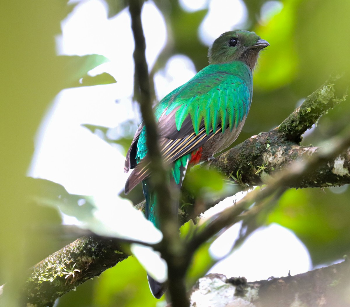 Resplendent Quetzal - ML627223060