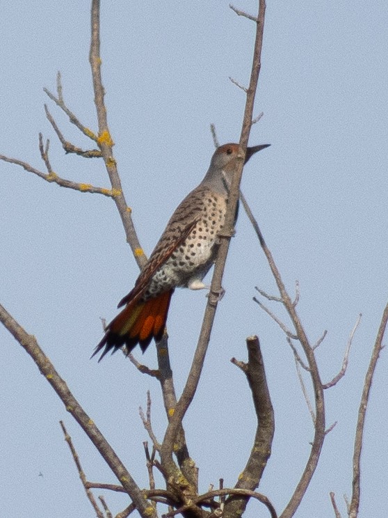 Northern Flicker - ML627223189