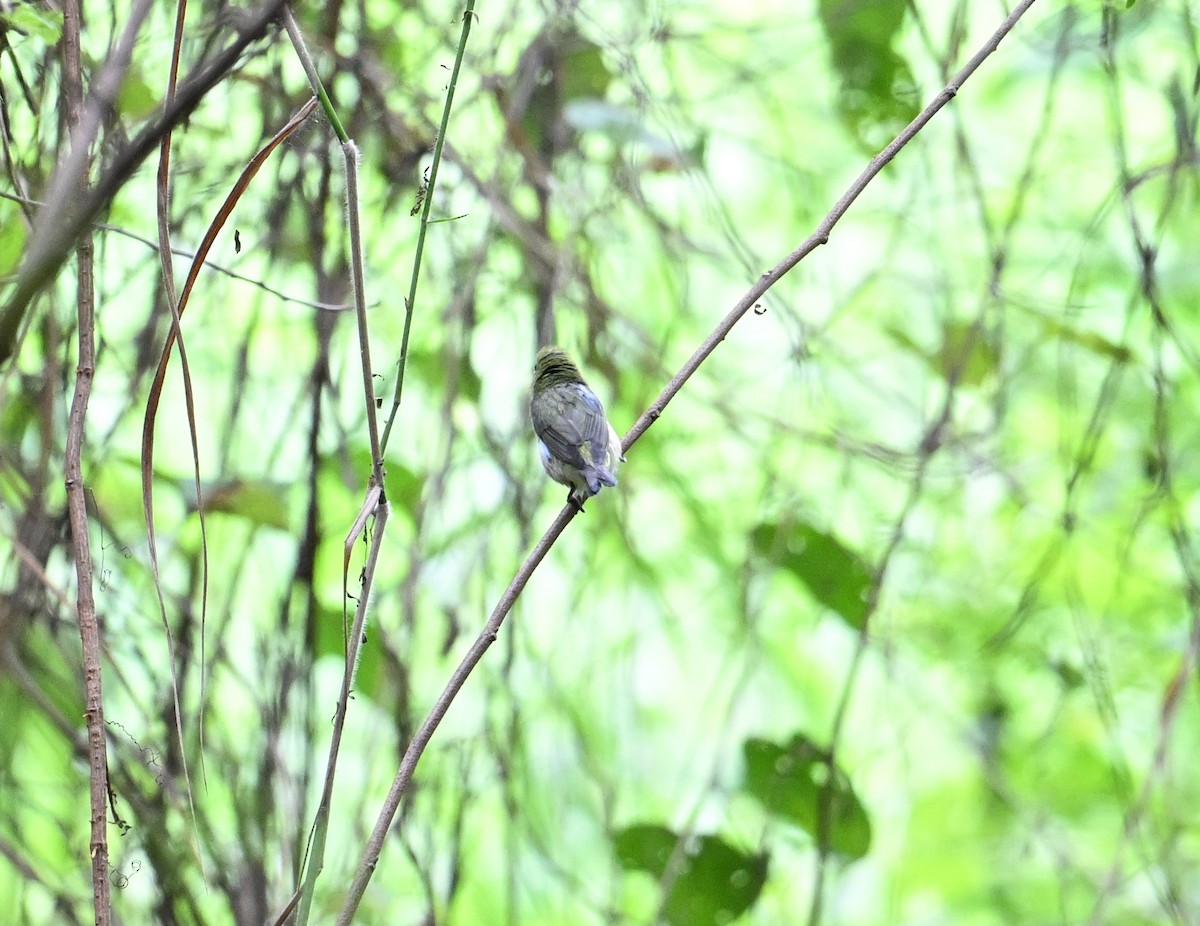 Chestnut-flanked White-eye - ML627223295