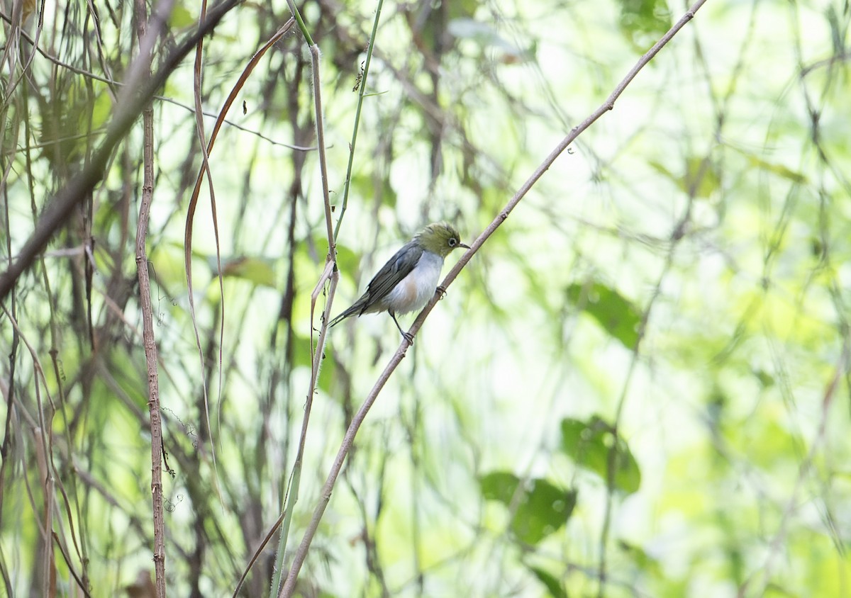 Chestnut-flanked White-eye - ML627223296