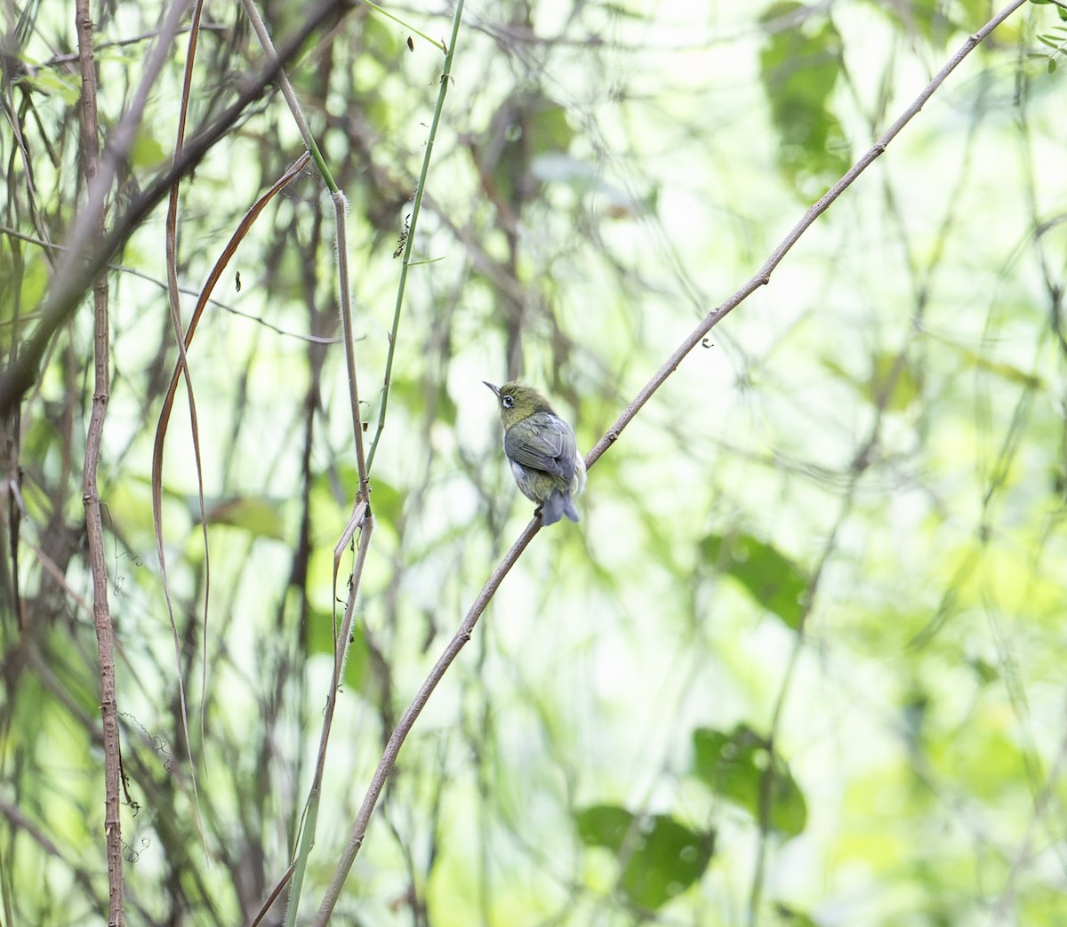 Chestnut-flanked White-eye - ML627223297