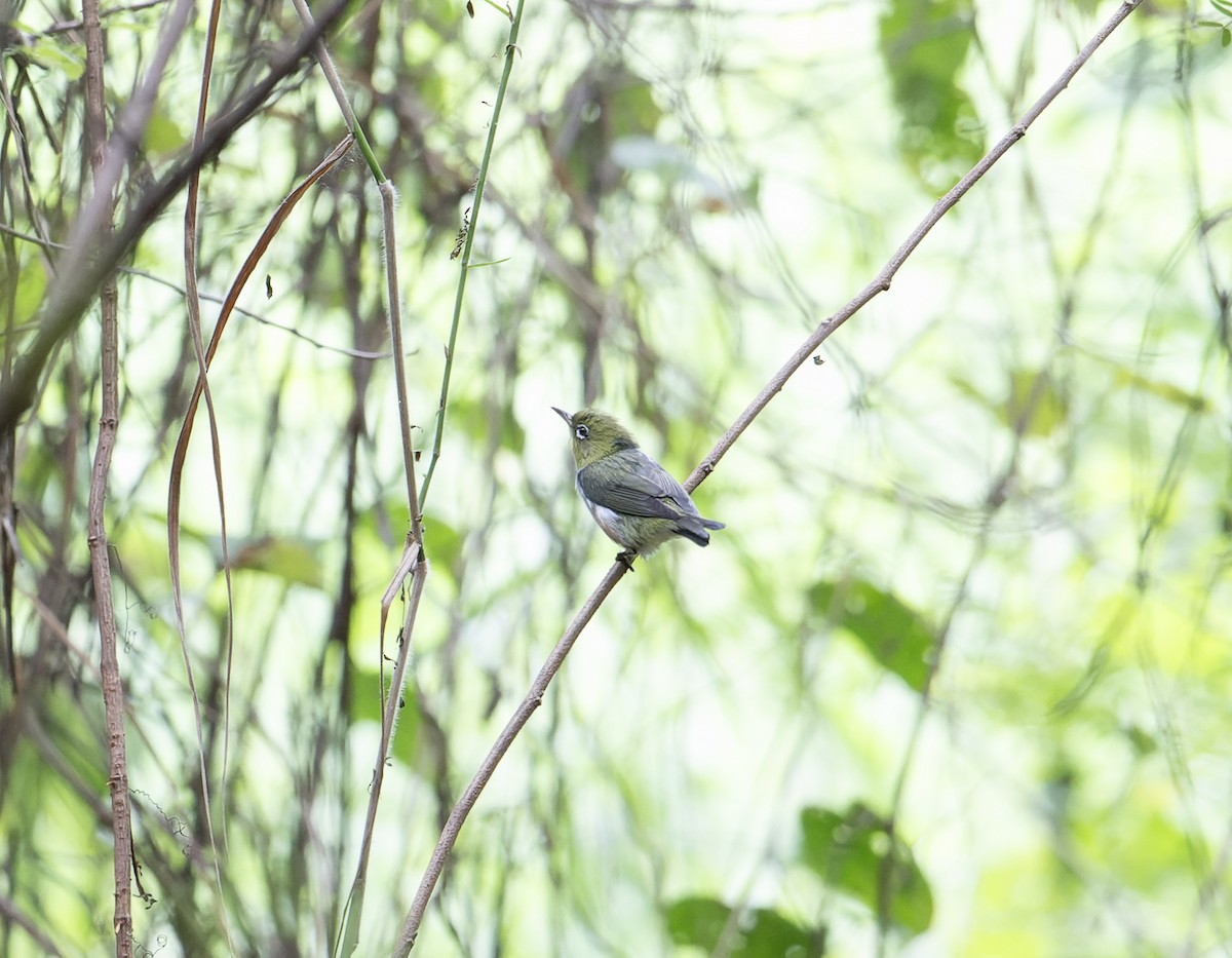 Chestnut-flanked White-eye - ML627223298