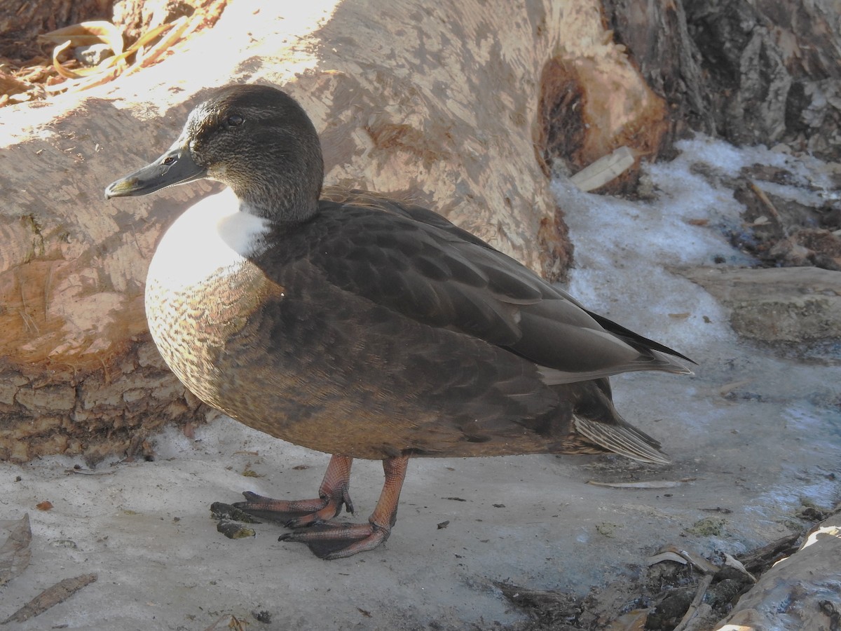 Anatra germanata - ML627223368
