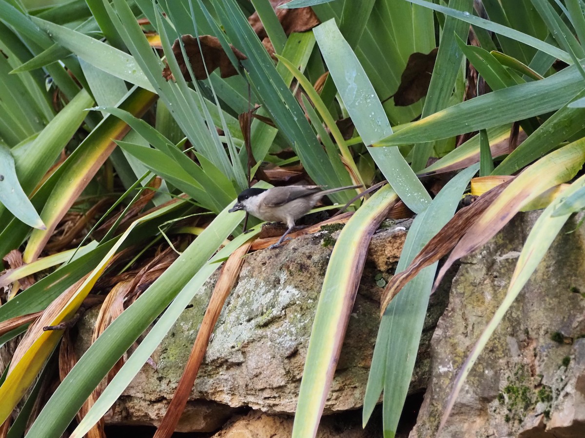 Marsh Tit - ML627223591