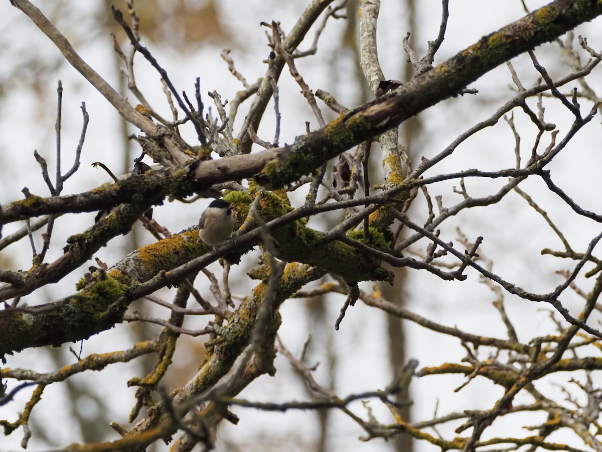 Marsh Tit - ML627223601