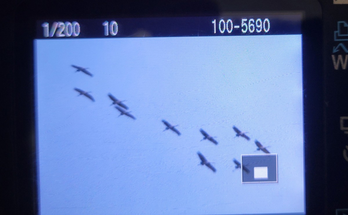 Sandhill Crane - ML627224266