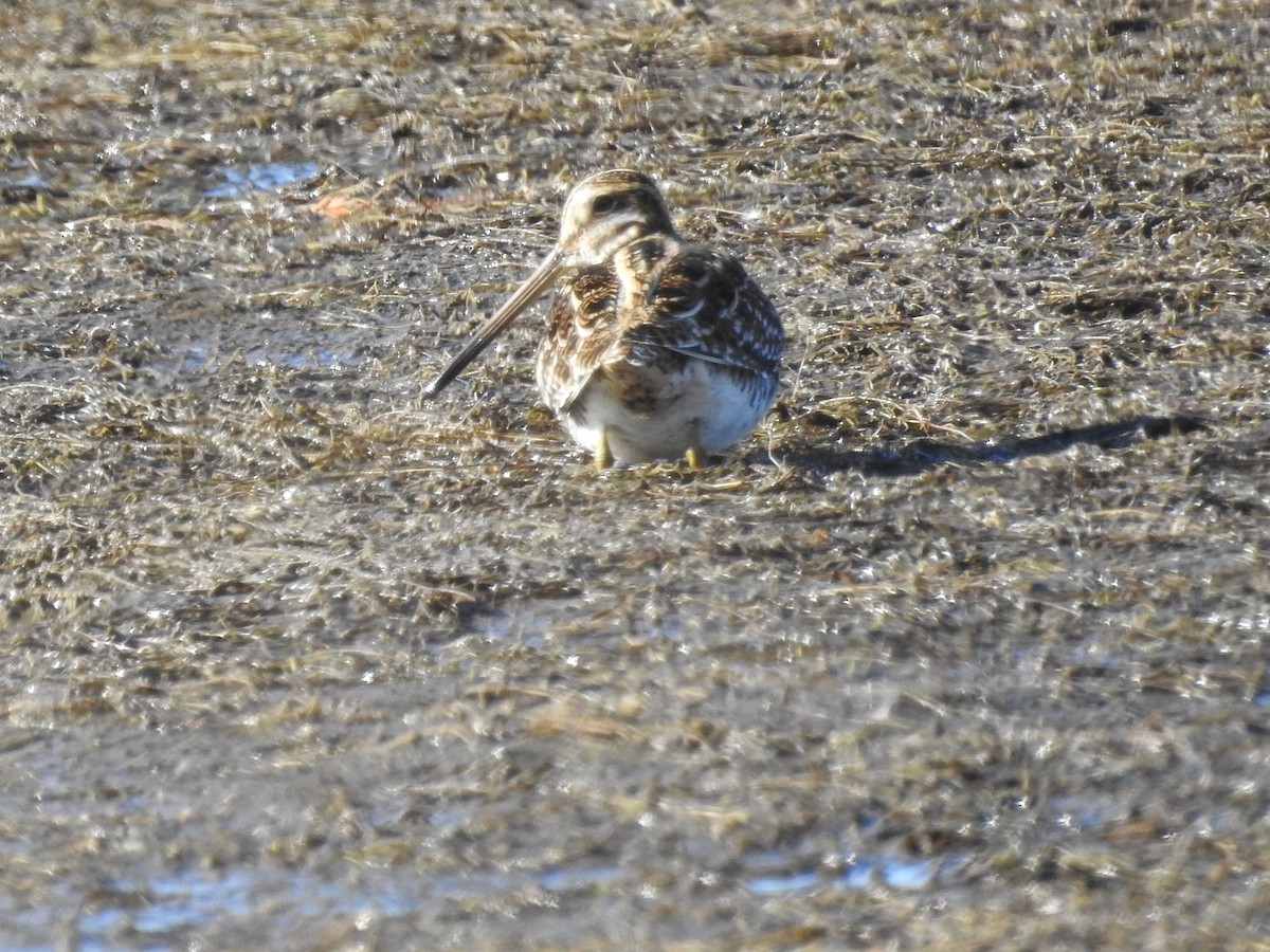 Wilson's Snipe - ML627224520