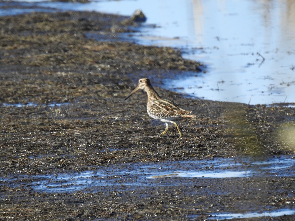 Wilson's Snipe - ML627224522