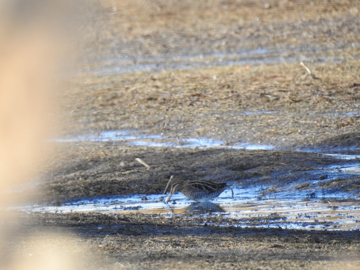 Wilson's Snipe - ML627224524