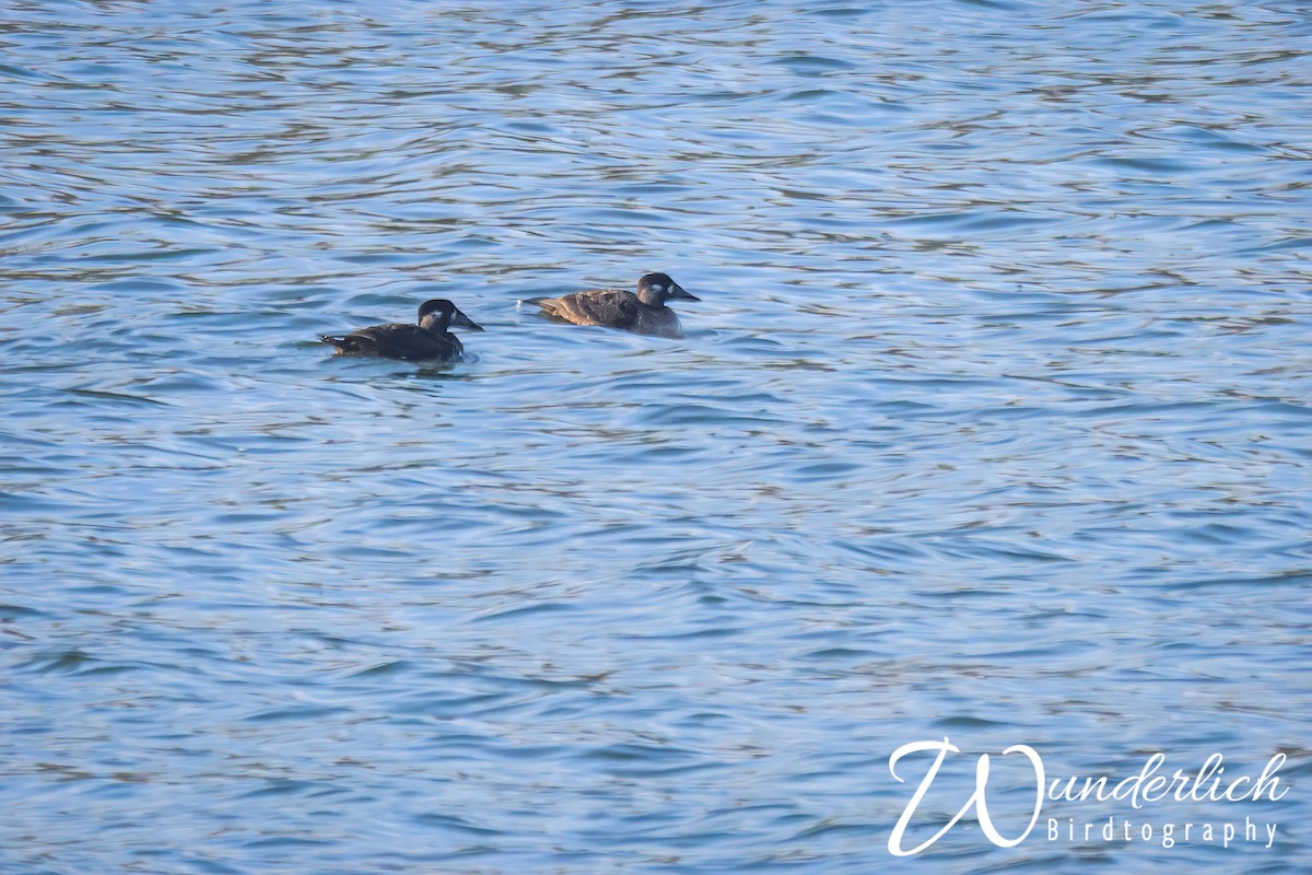 Surf Scoter - ML627224682