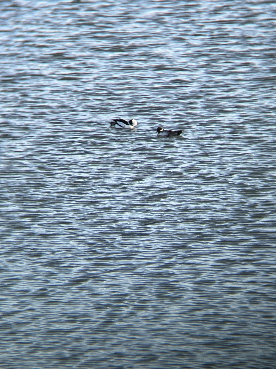 Bufflehead - ML627224700