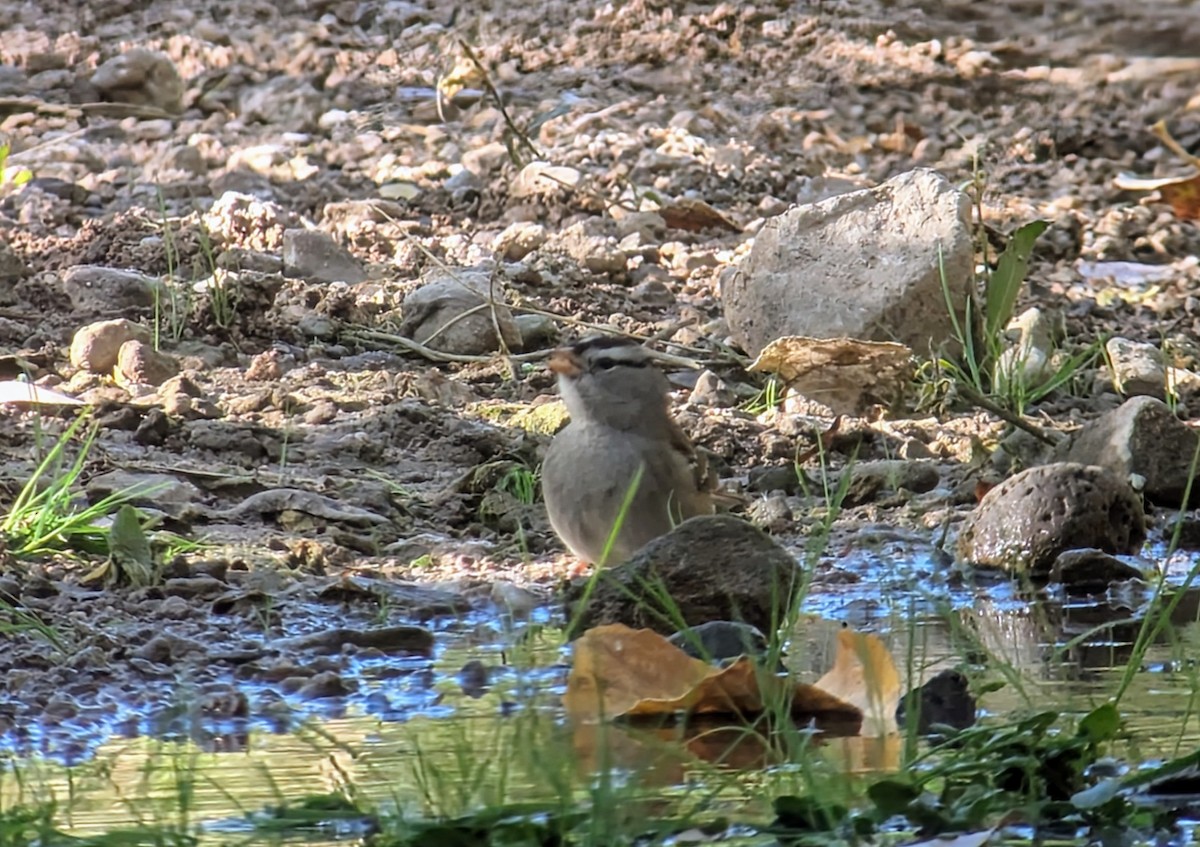 White-crowned Sparrow - ML627224897