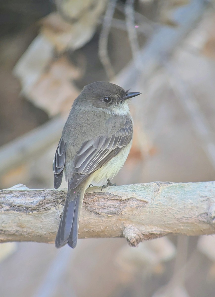 Eastern Phoebe - ML627224947