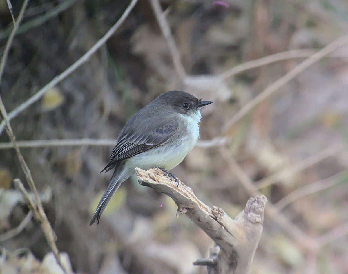 Eastern Phoebe - ML627224948