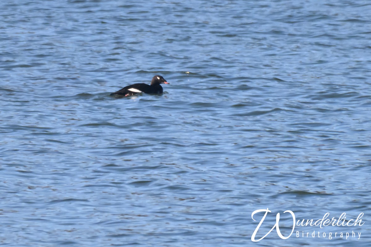 White-winged Scoter - ML627224950