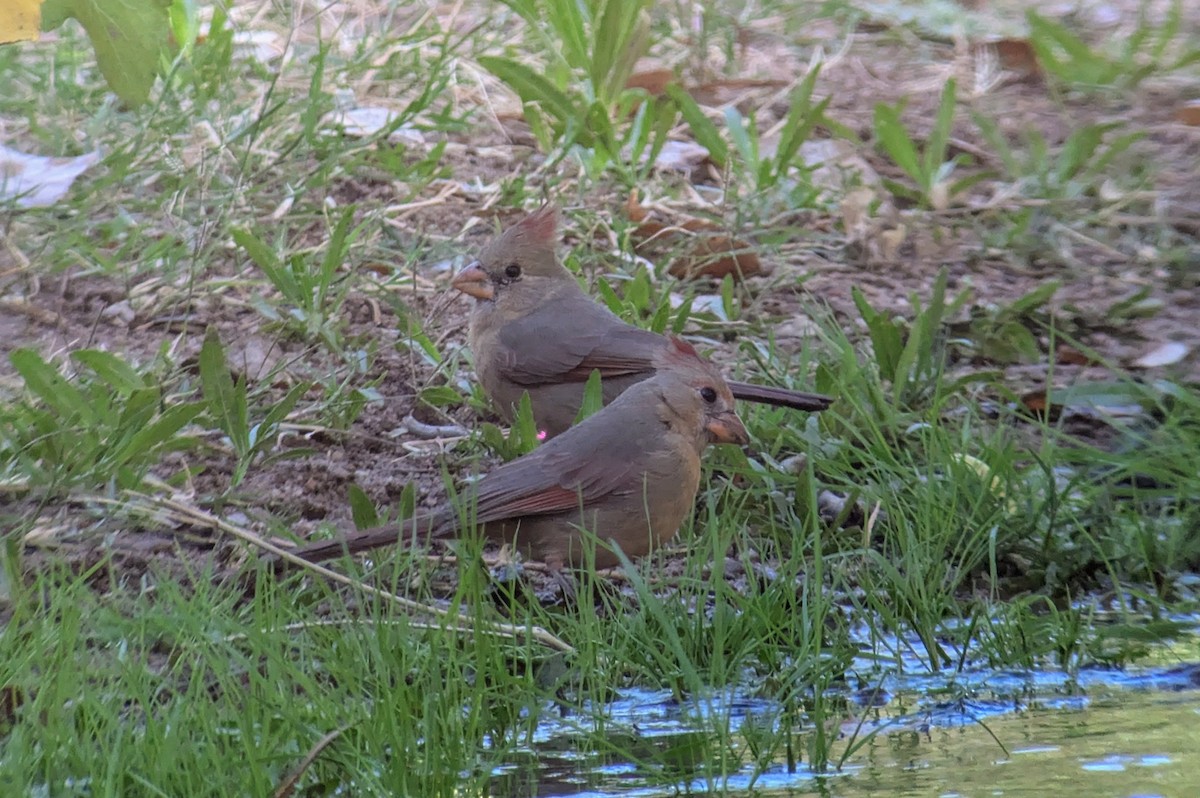 Northern Cardinal - ML627225033