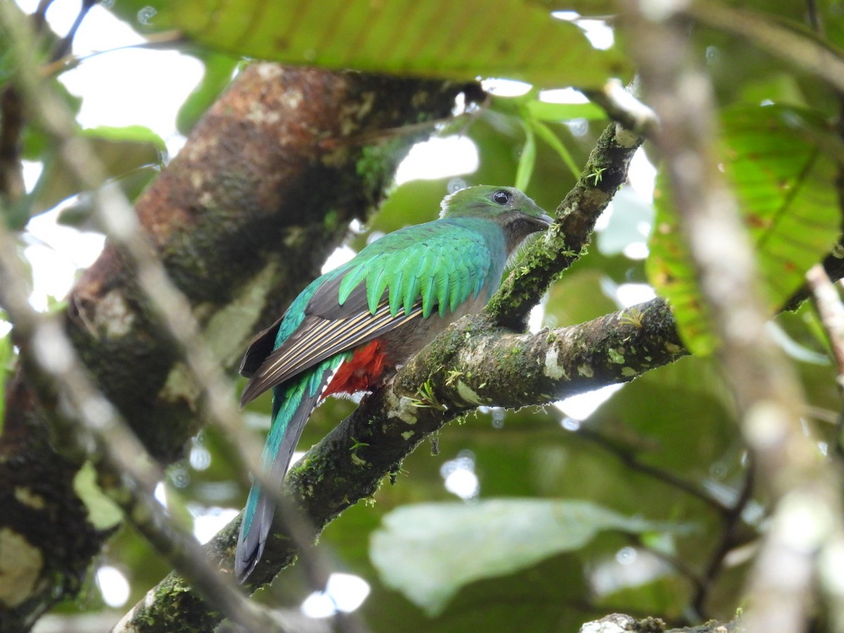 Resplendent Quetzal - ML627225166