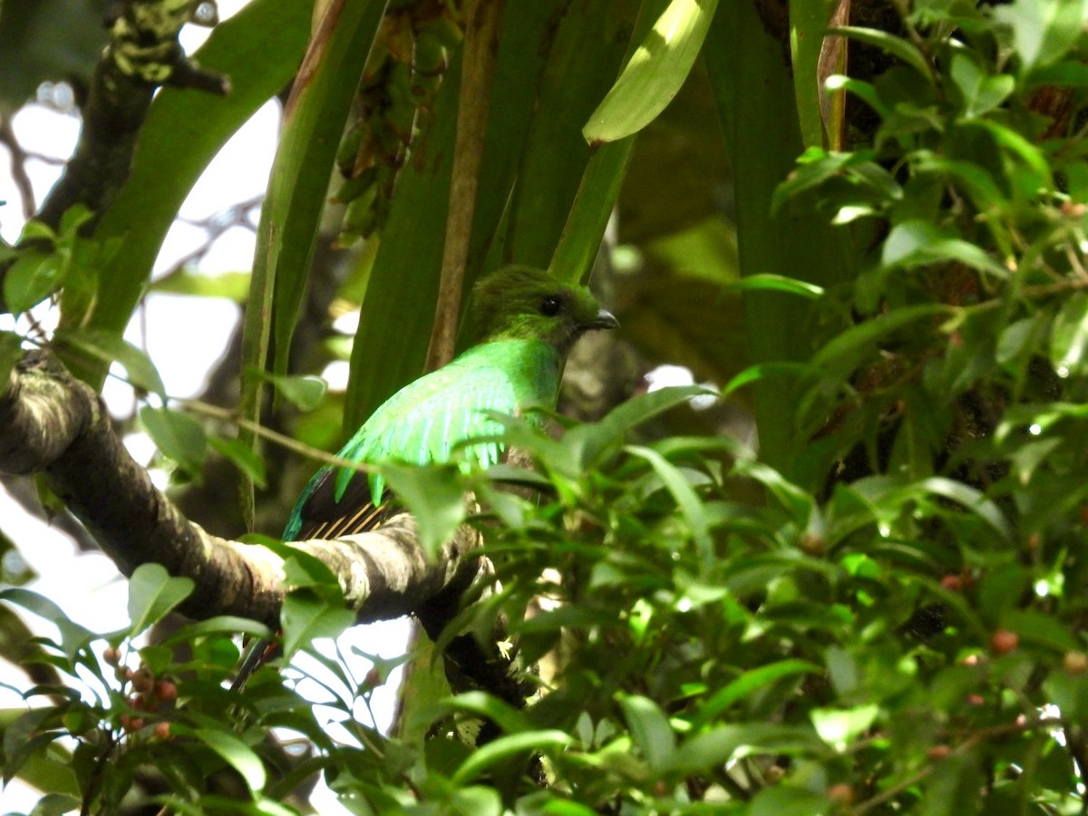Resplendent Quetzal - ML627225167