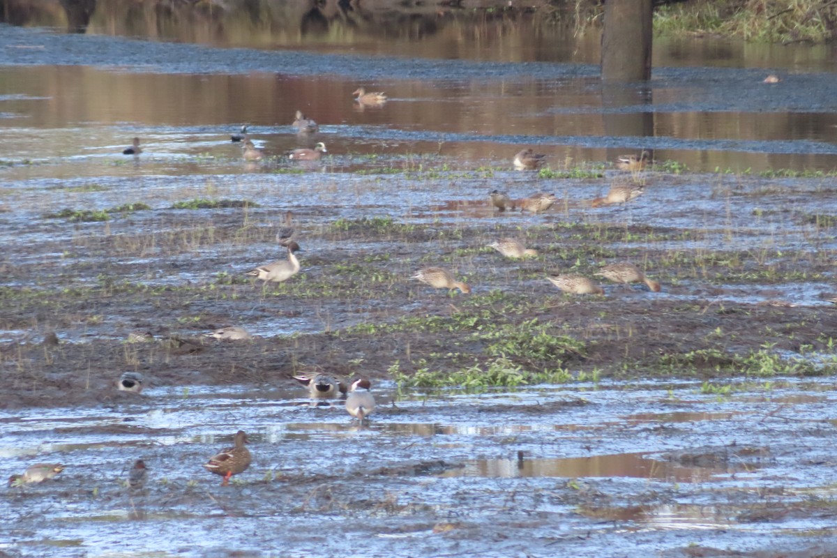 Northern Pintail - ML627225191