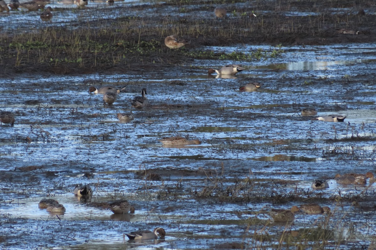 Northern Pintail - ML627225193