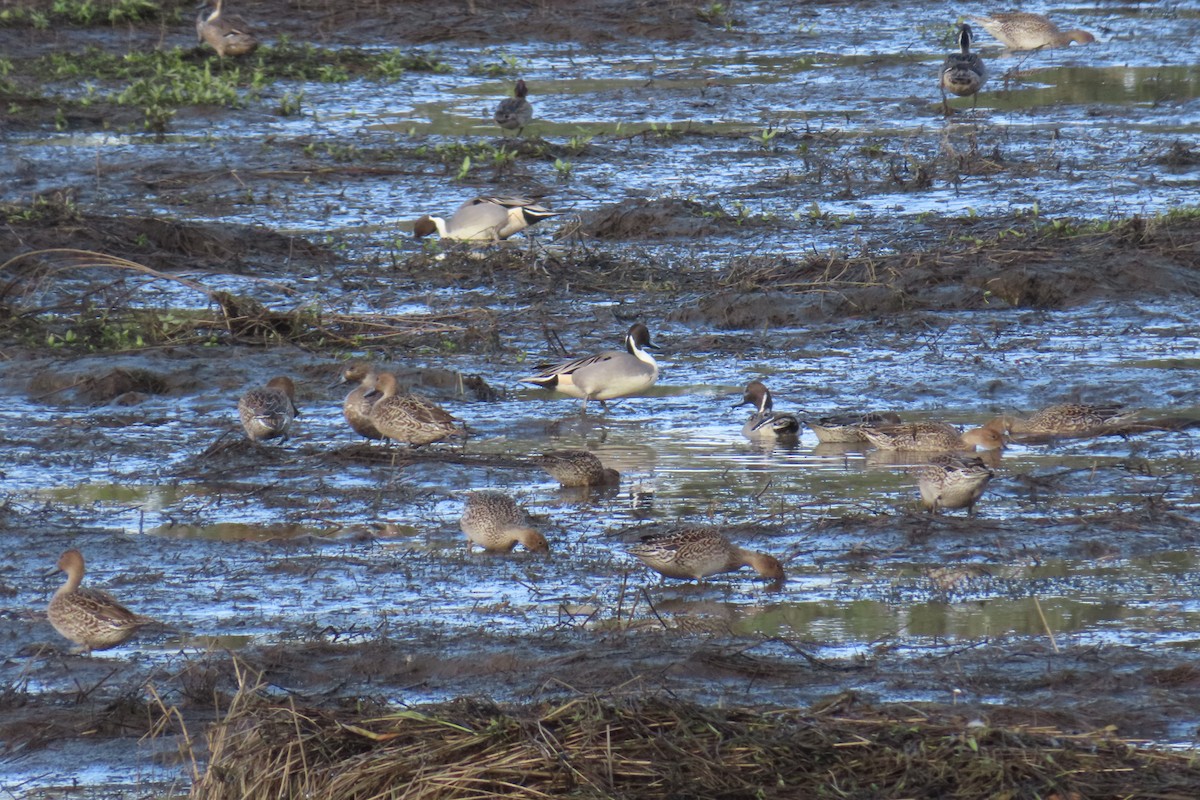 Northern Pintail - ML627225194