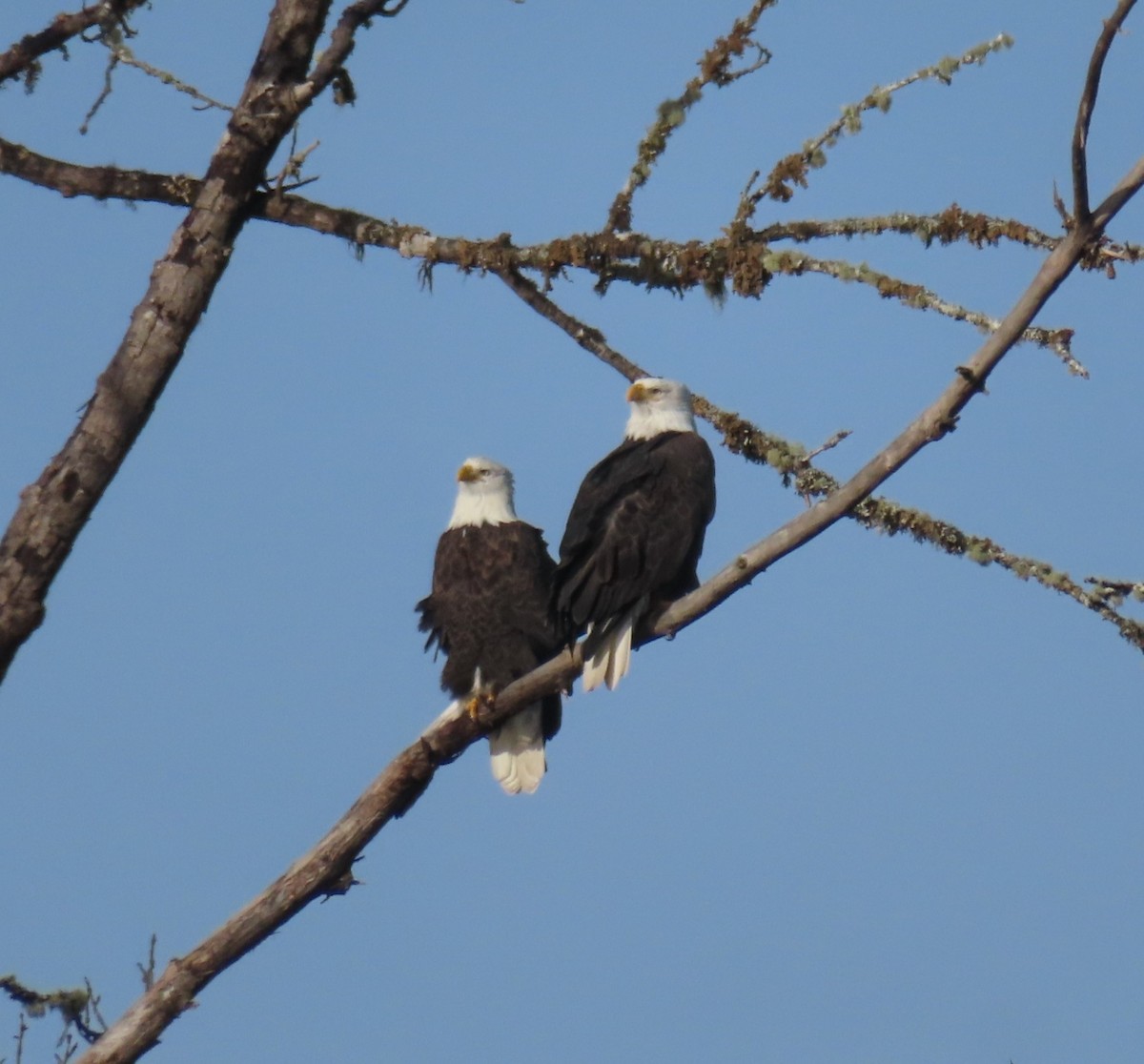 Bald Eagle - ML627225224