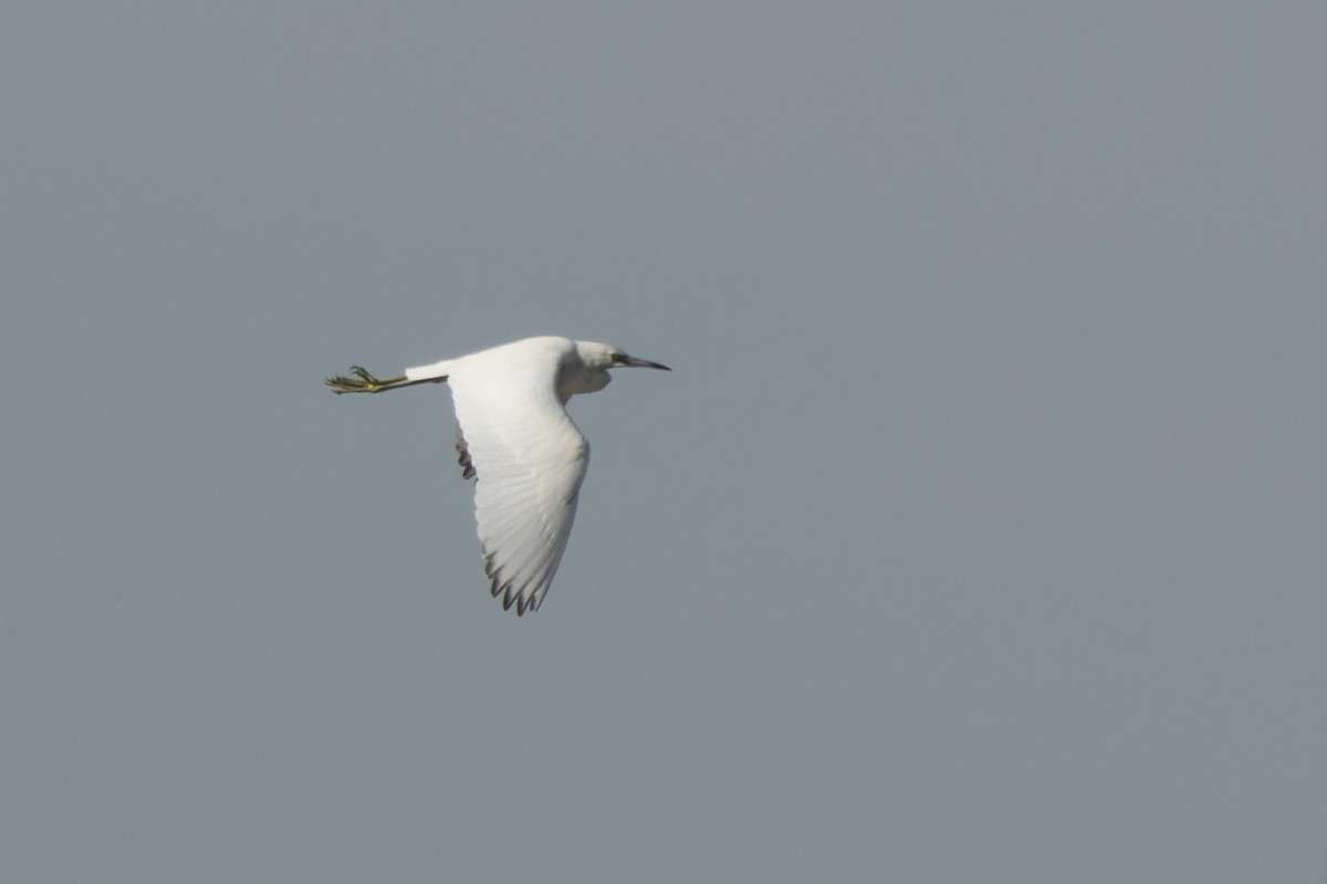 Little Blue Heron - ML627225237