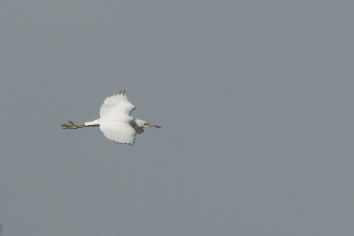 Little Blue Heron - ML627225238