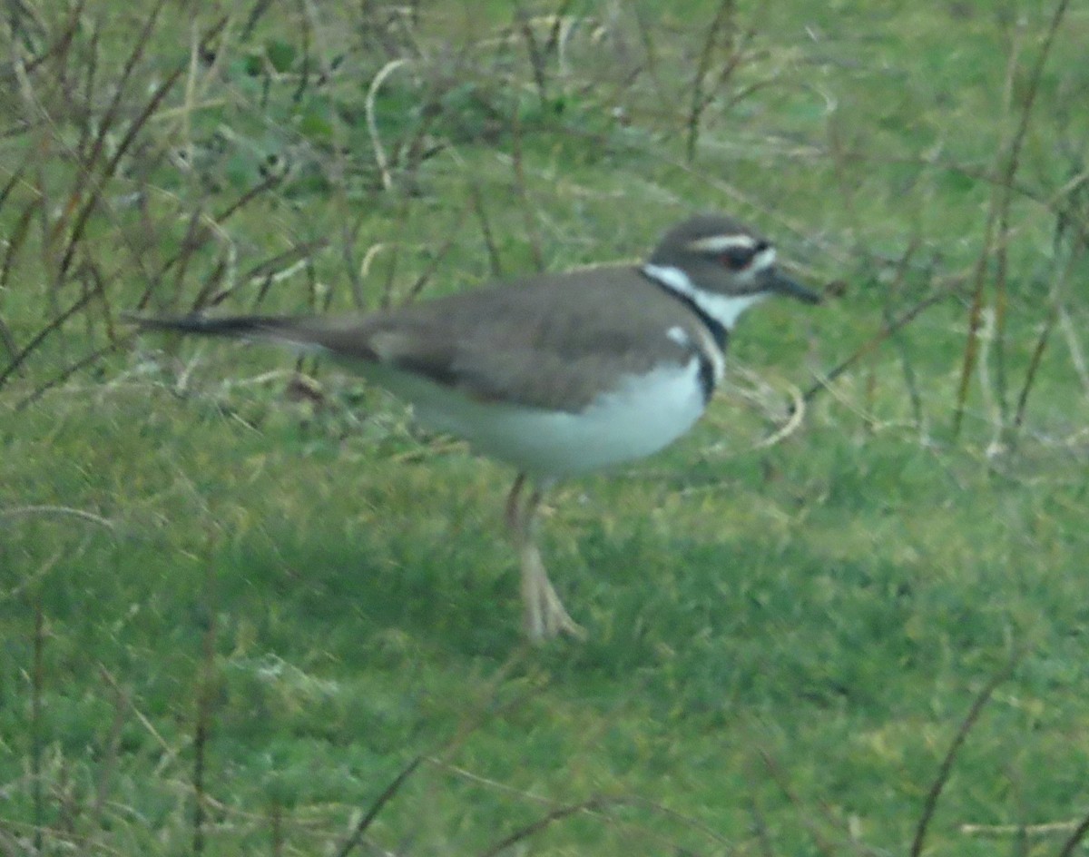 Belted Kingfisher - ML627225258