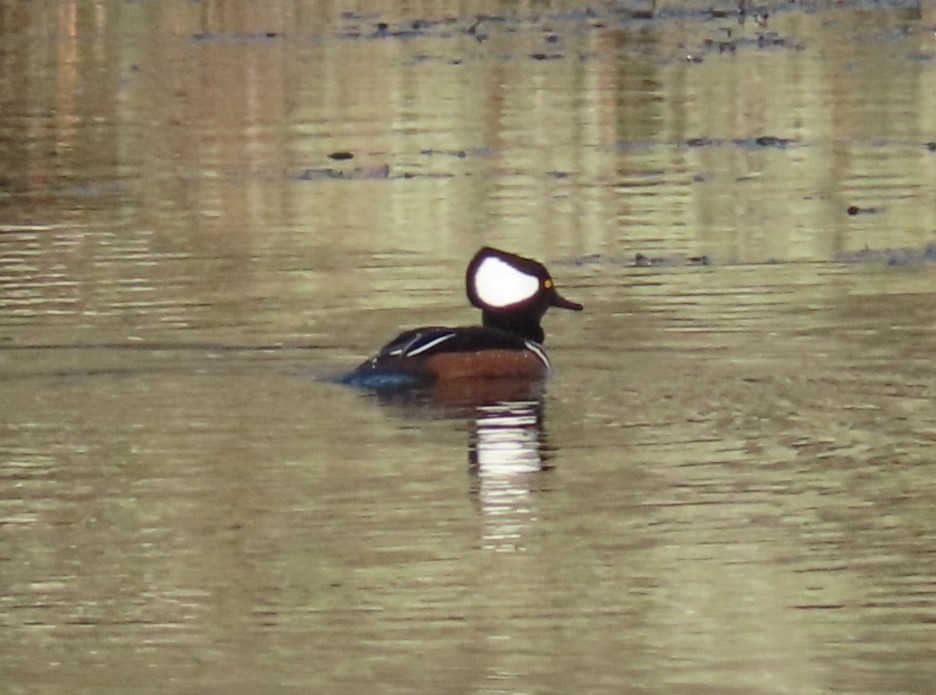 Hooded Merganser - ML627225289