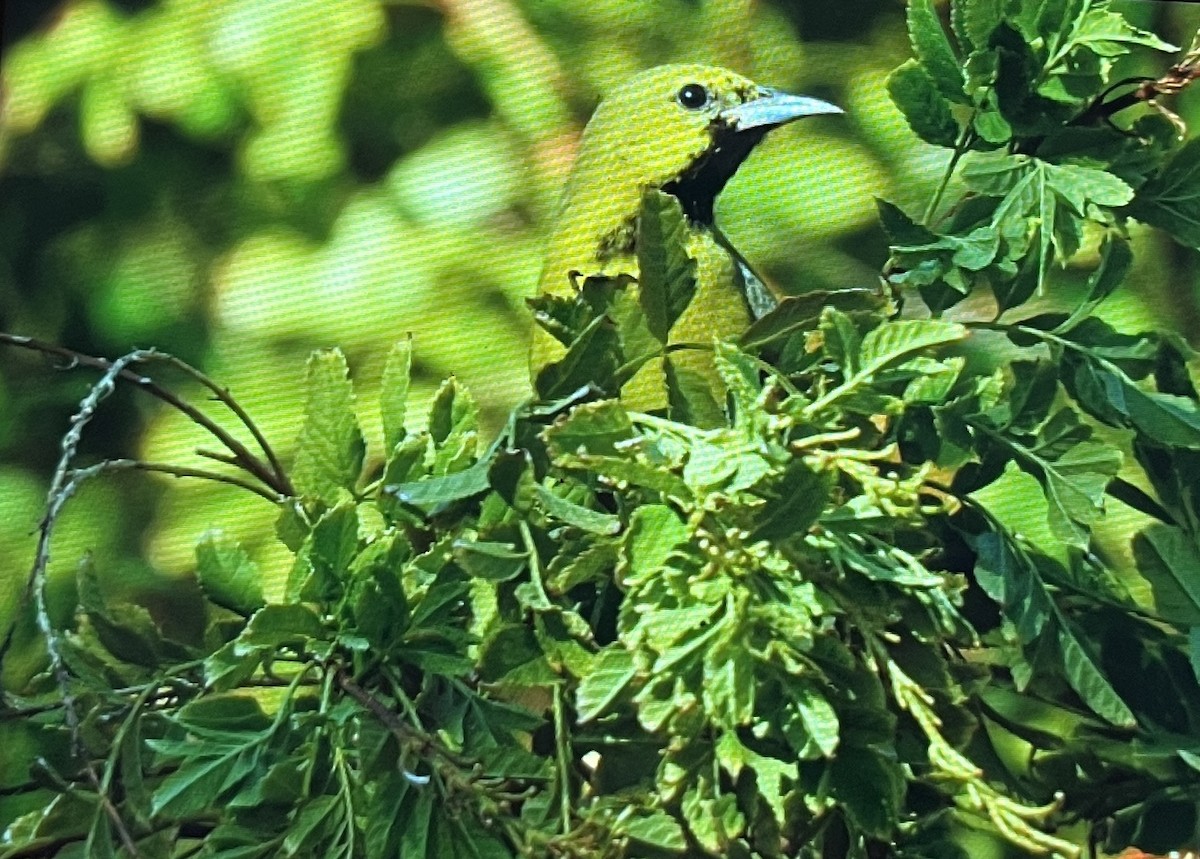 Orchard Oriole - ML627225495