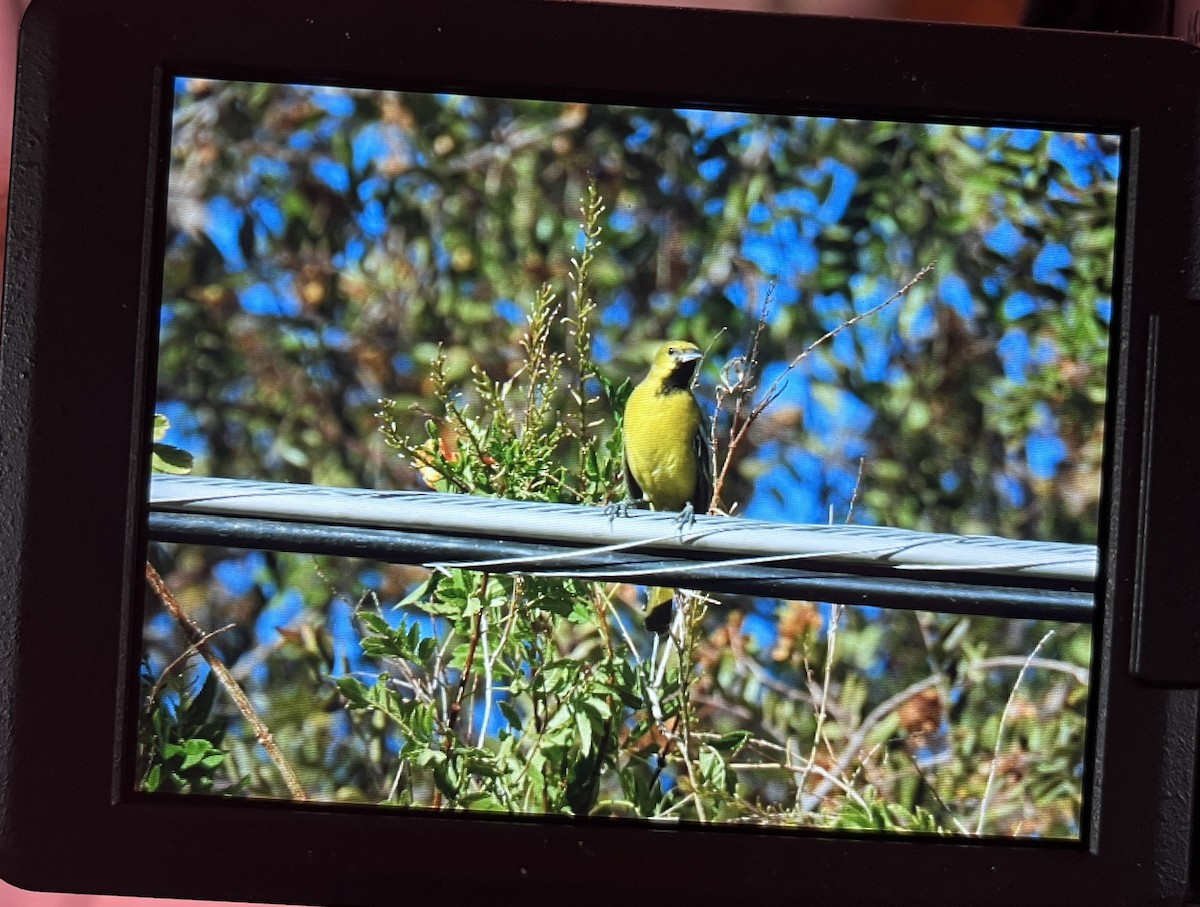 Orchard Oriole - ML627225496