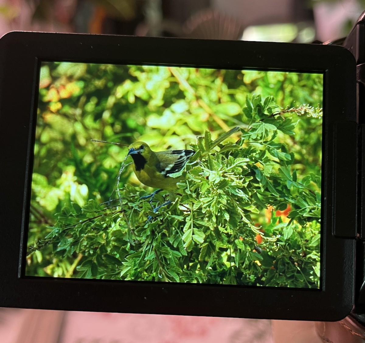 Orchard Oriole - ML627225497