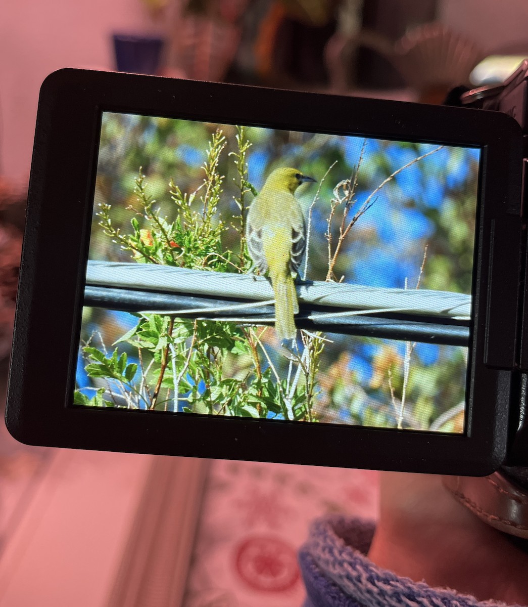 Orchard Oriole - ML627225498