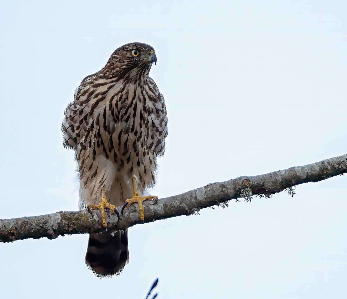 Cooper's Hawk - ML627225657