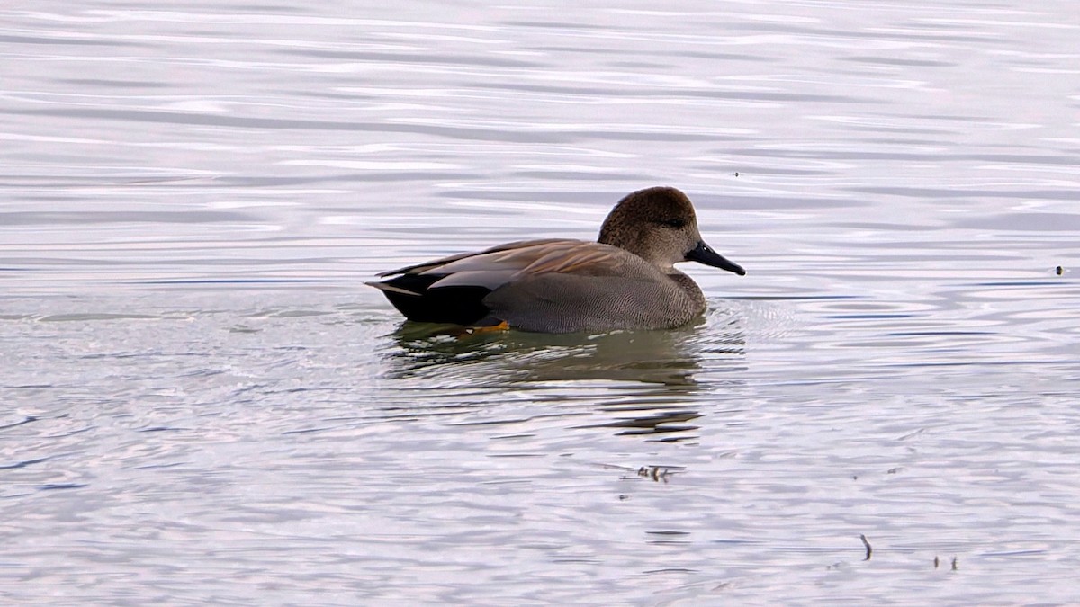 Canard chipeau - ML627225703