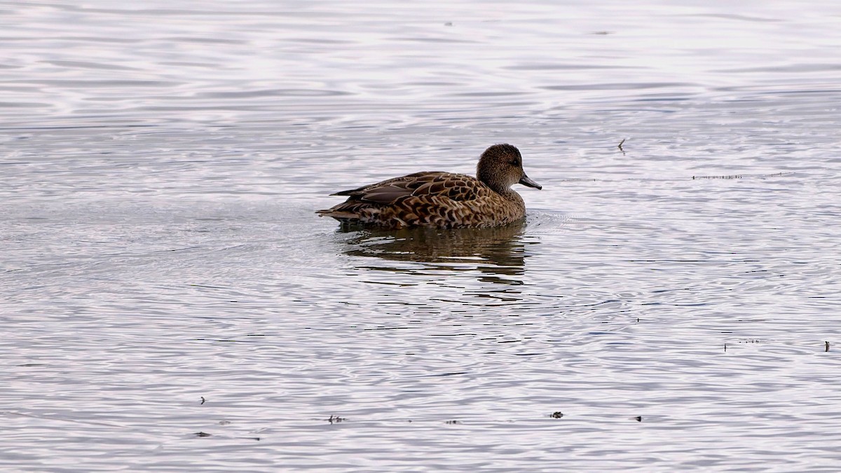 Canard chipeau - ML627225707