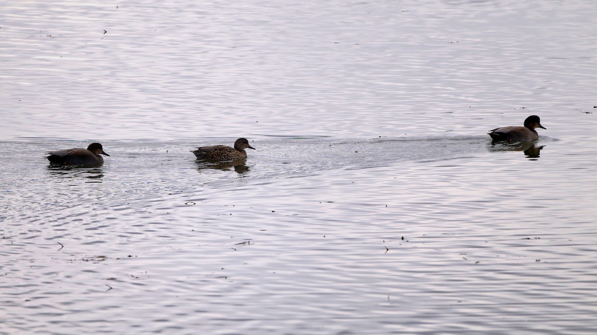 Canard chipeau - ML627225714