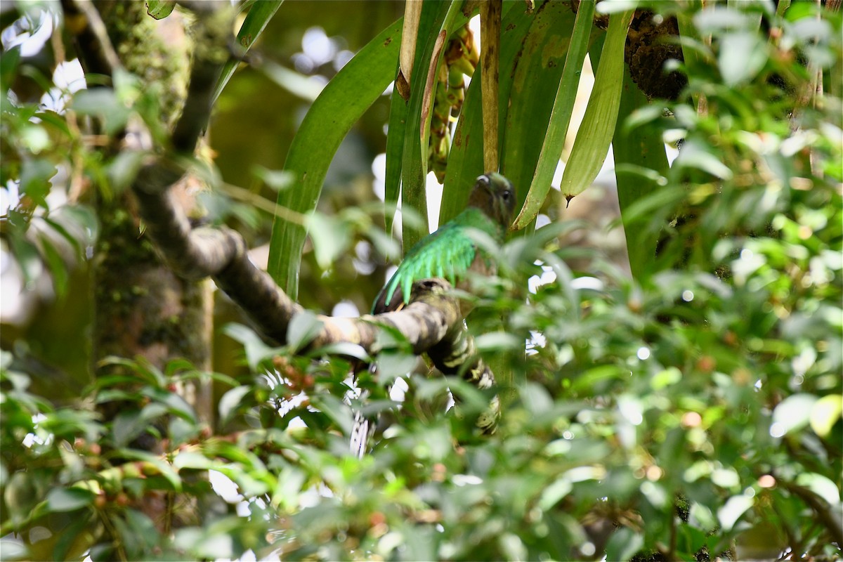 Resplendent Quetzal - ML627225765